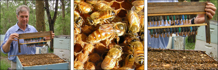 Mulder Apiaries