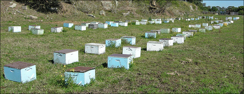Mulder Apiaries