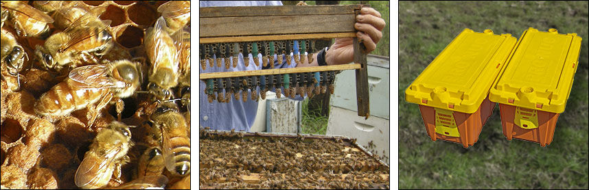 Mulder Apiaries