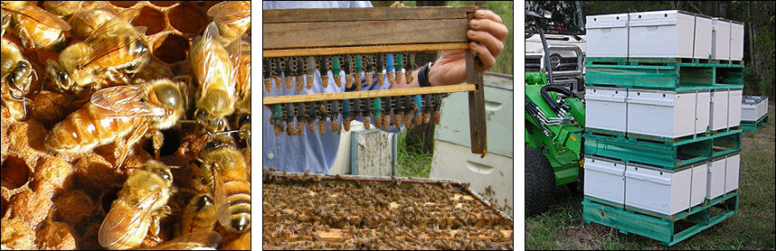 Mulder Apiaries